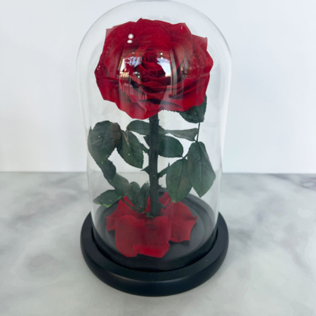 preserved rose, red rose, rose in a vase,