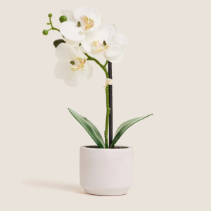 orchid,indoor plants, Nature, Home decor