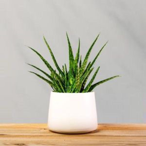 aloe vera, ceramic pot plant,indoor plants, Nature, Home decor