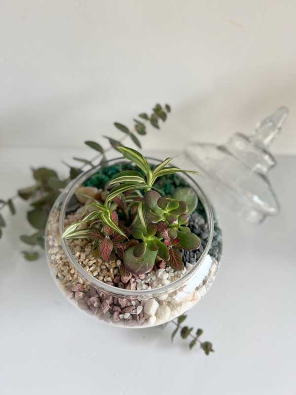 terrarium plants, home plants, glass vase