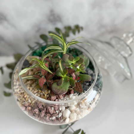 terrarium plants, home plants, glass vase